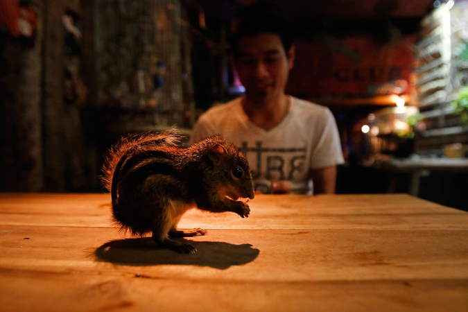 Кафе с экзотическими животными в Ханое