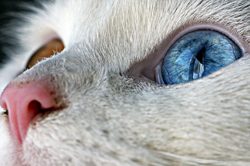 20 удивительных фотографий кошек 