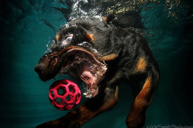 Подводные собаки Сета Кастила