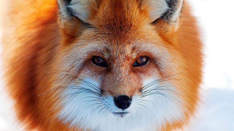 Красивые и хитрые лисы