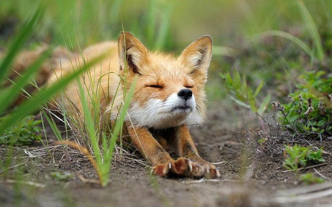 Красивые и хитрые лисы